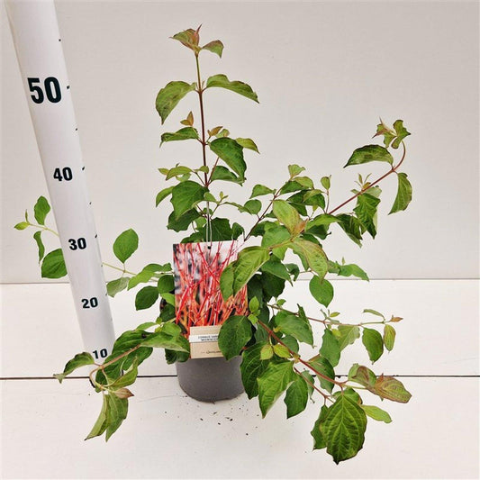 Cornus Midwinter Fire 35cm 17cm Pot
