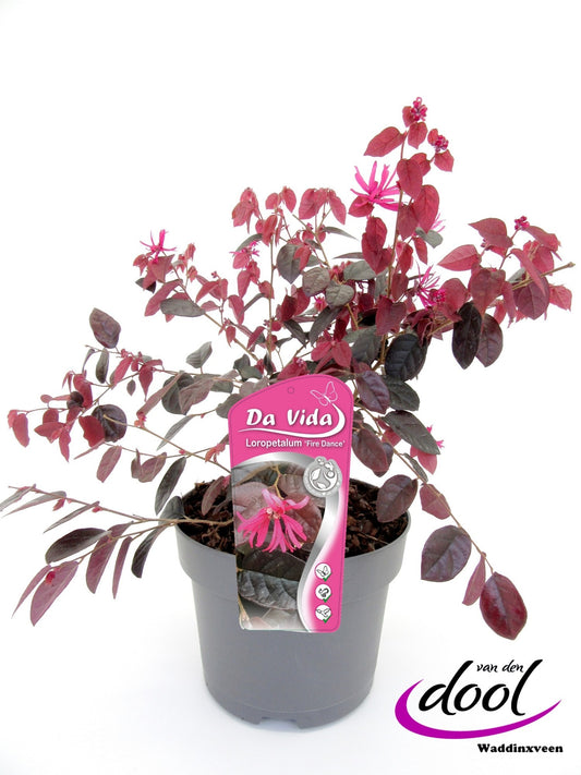 Loropetalum Fire Dance 30cm 19cm Pot