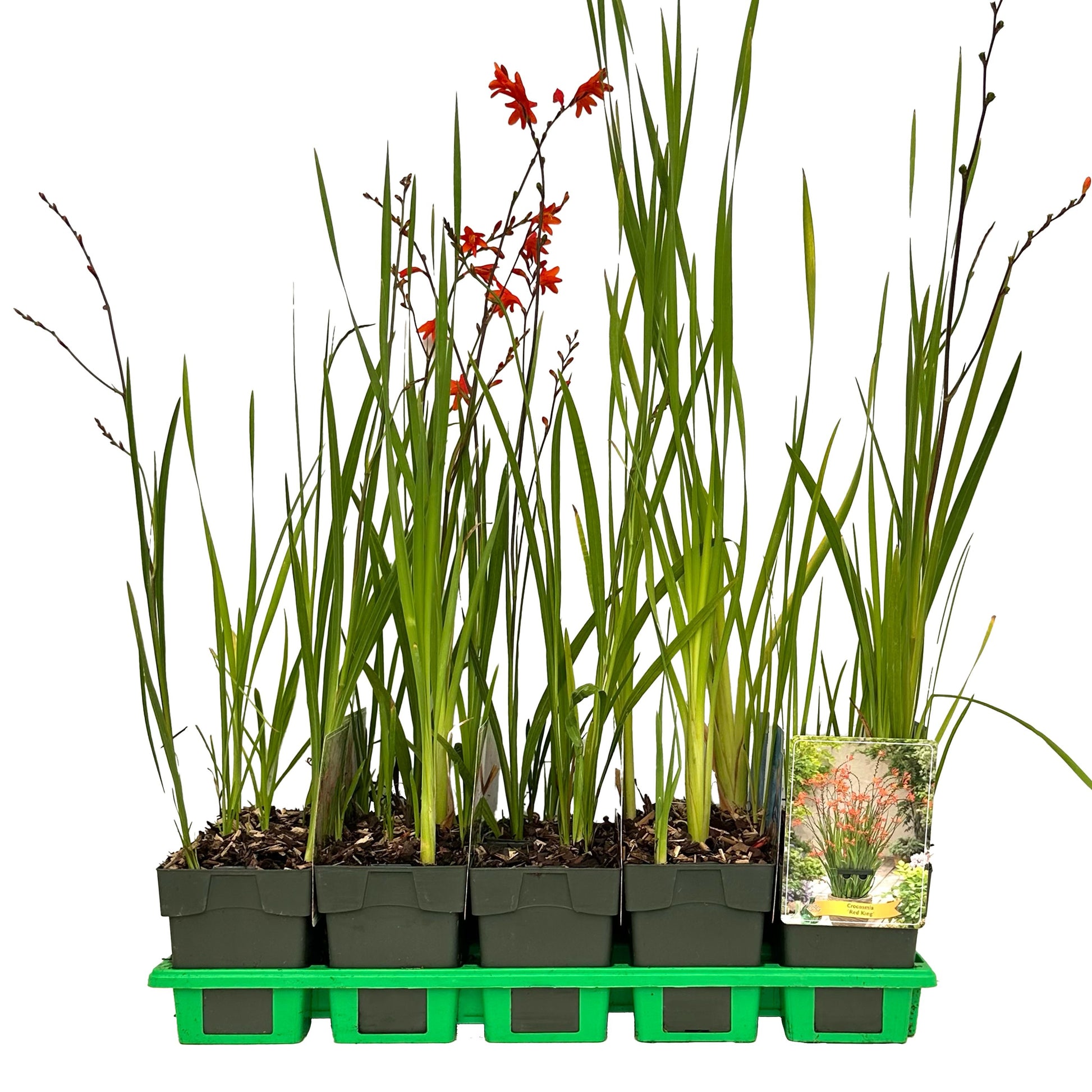 Crocosmia mix 25cm 11cm Pot