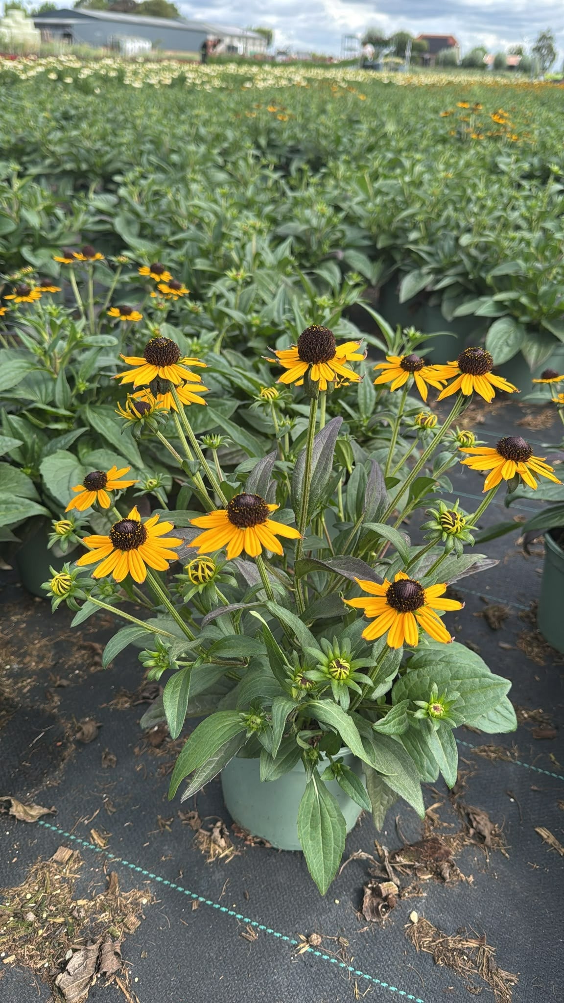 Woudenberg, VOF Gebr. van Rudbeckia Little Goldstar Pack of 1