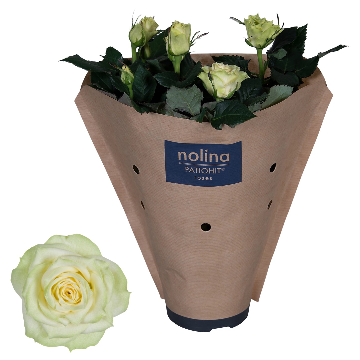 Rosa white 36cm 13cm Pot