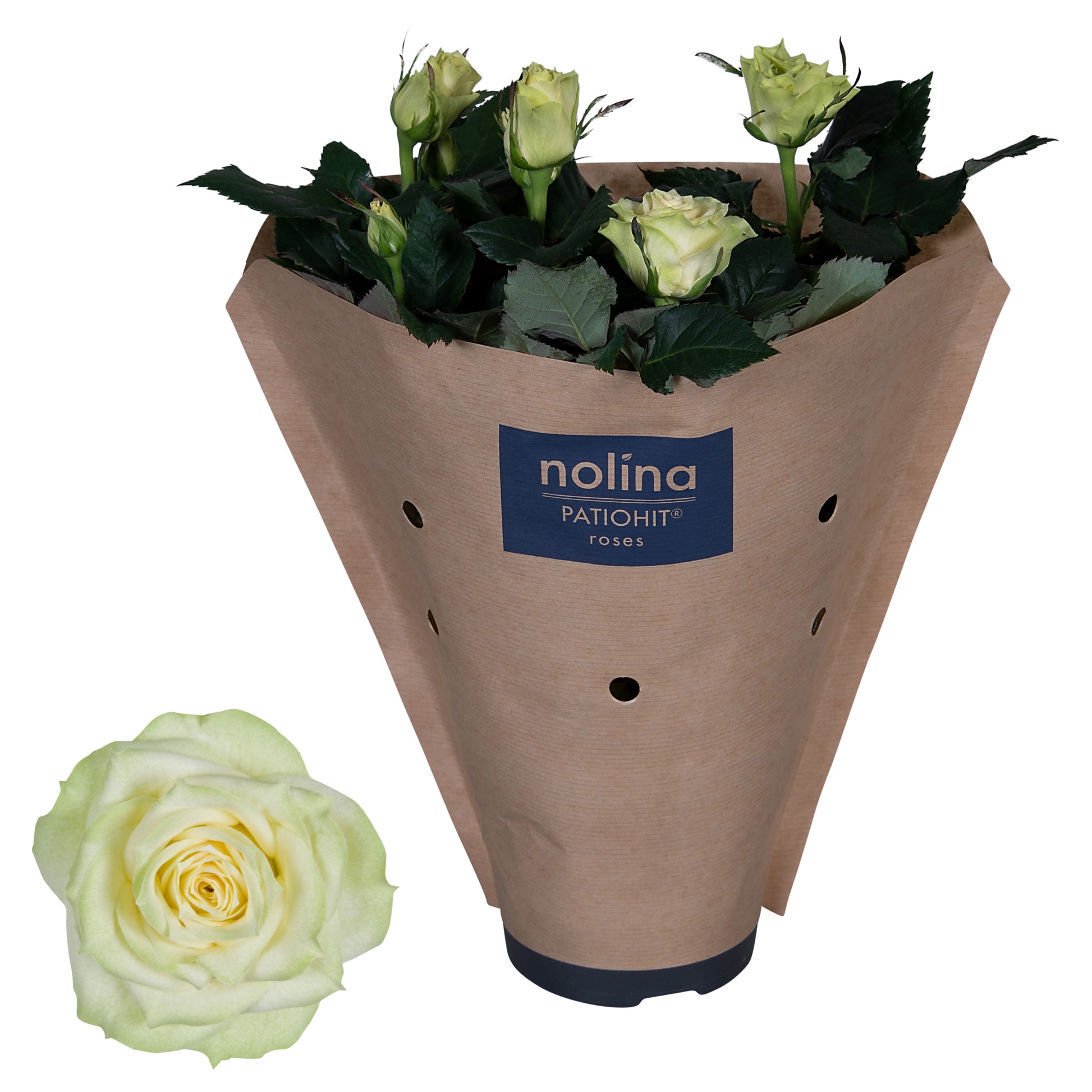 Rosa white 36cm 13cm Pot