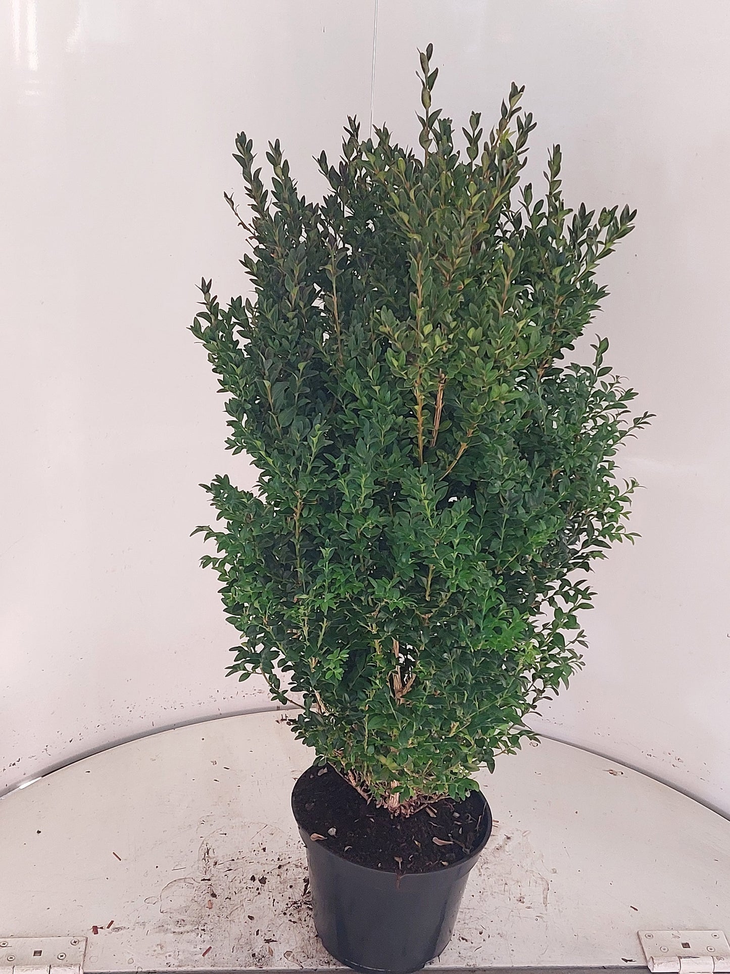Buxus sempervirens ball 85cm 23cm Pot