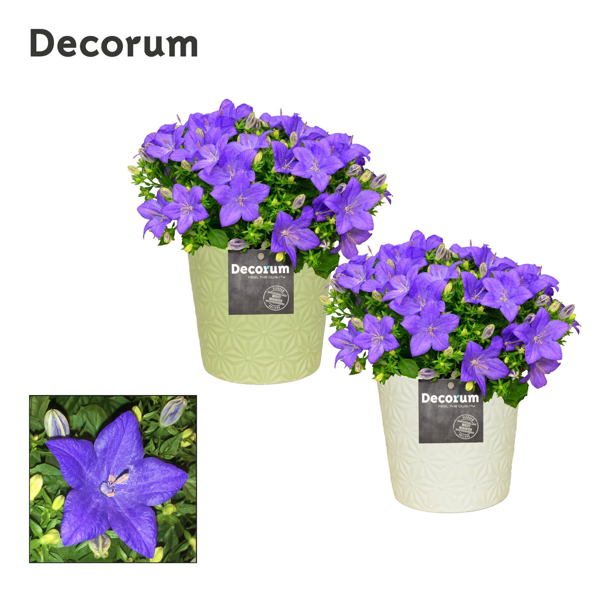 Campanula Napoli 22cm 13cm Pot