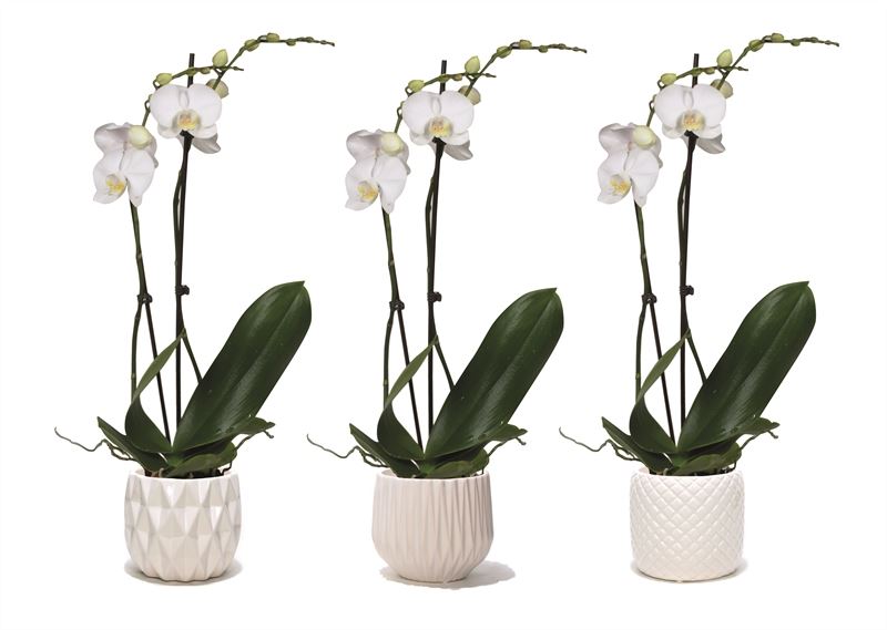Phalaenopsis white 55cm 12cm Pot
