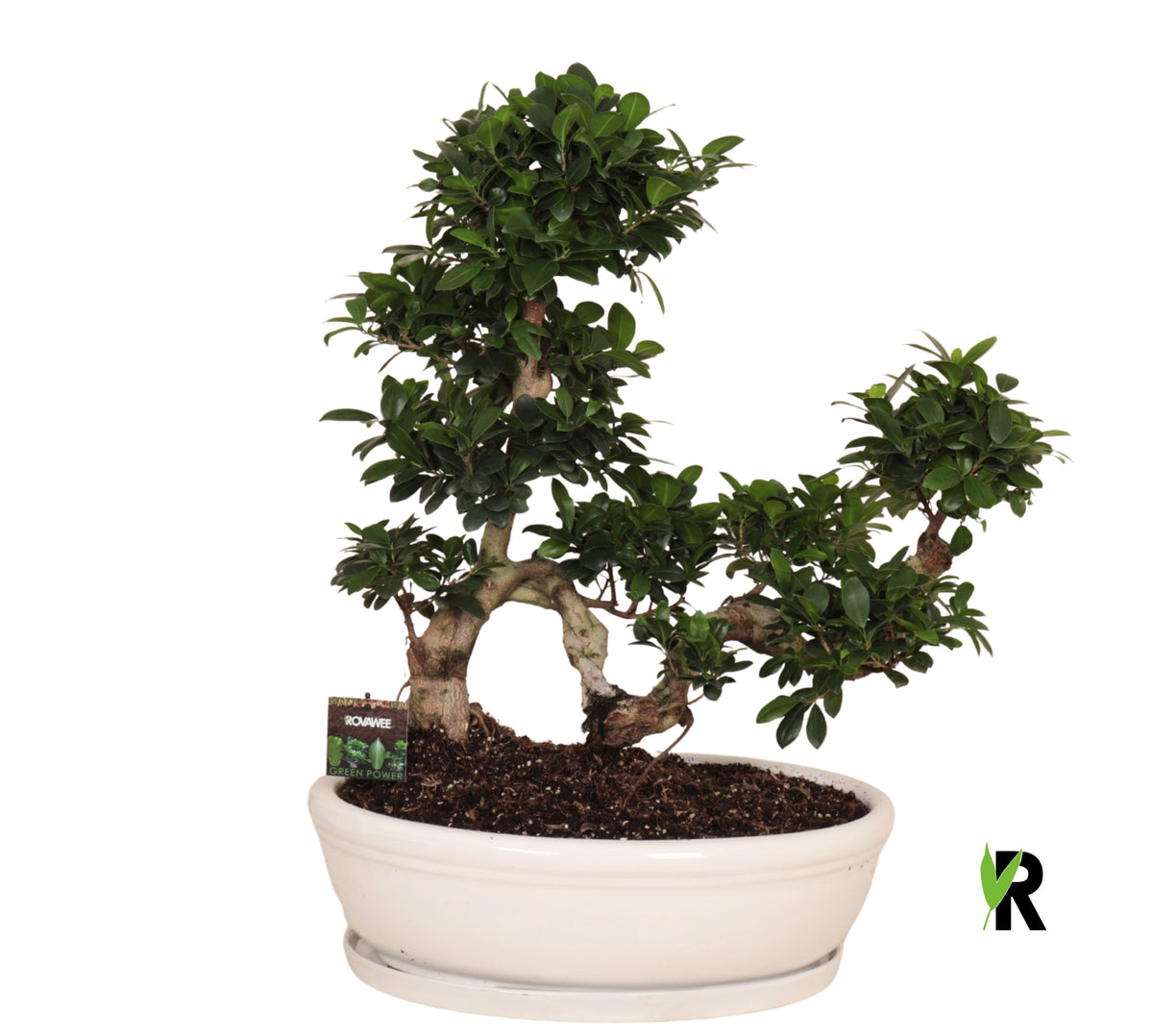 Ficus Ginseng 80cm 50cm Pot