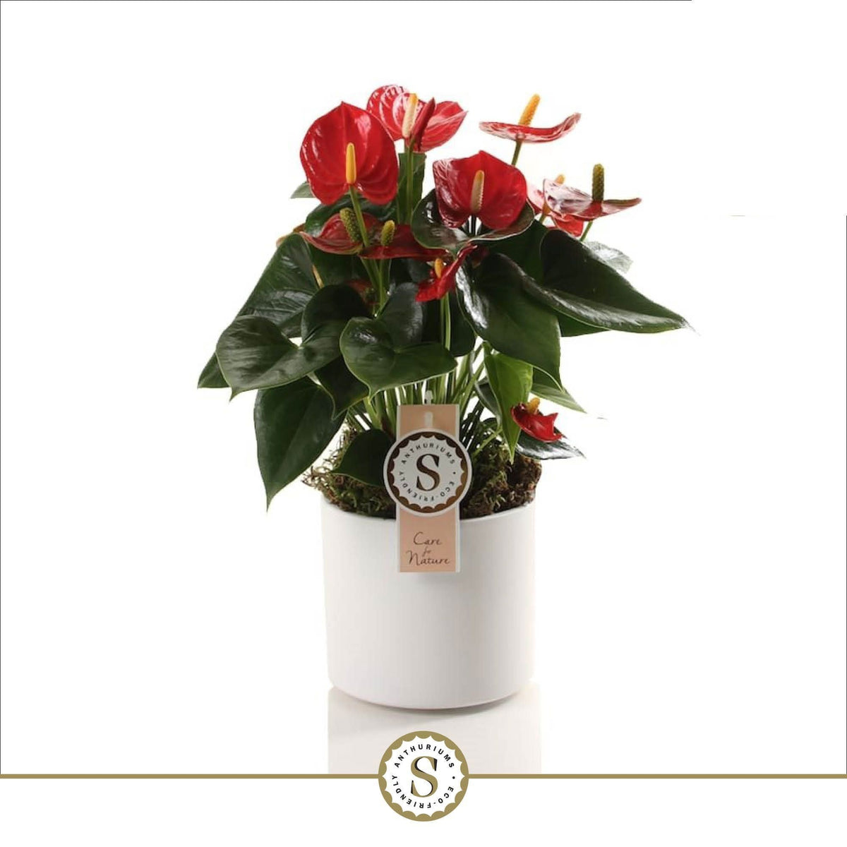 Anthurium Red Champion 40cm 12cm Pot