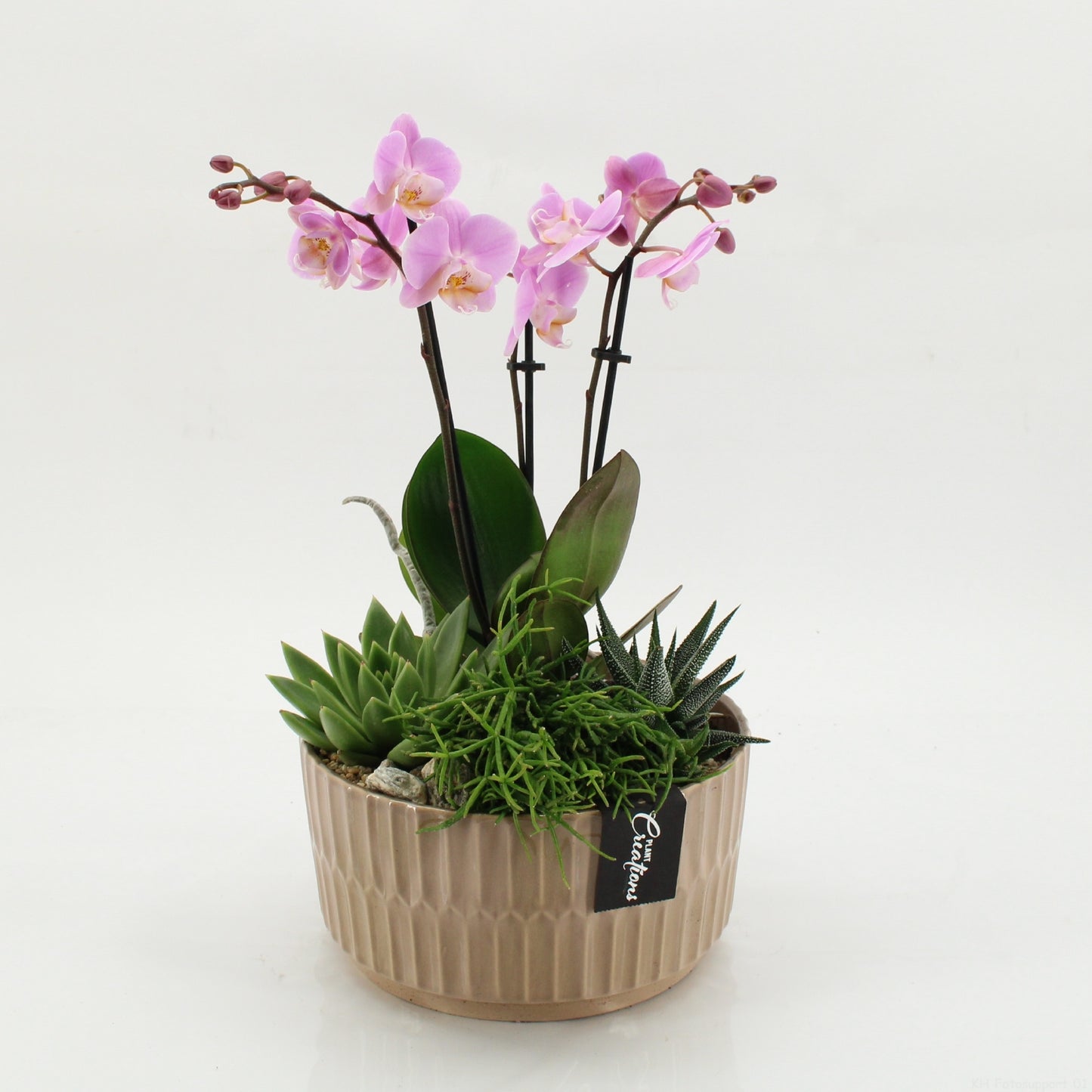 PHAL-2622RZ Phalaenopsis creatie 45cm 22cm Pot