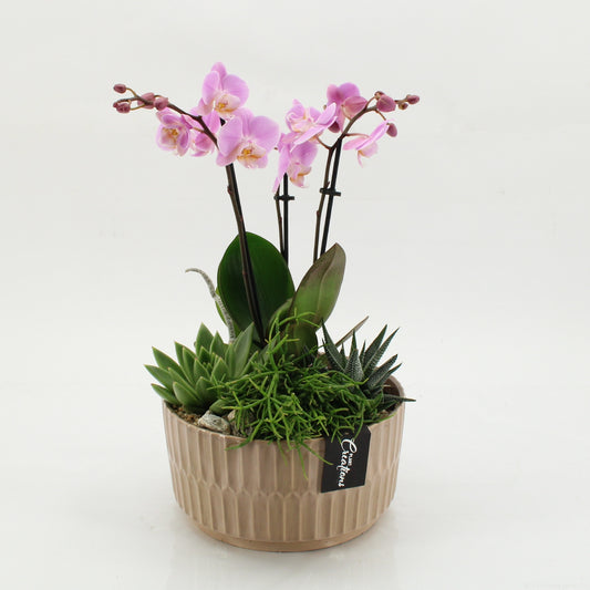 PHAL-2622RZ Phalaenopsis creatie 45cm 22cm Pot