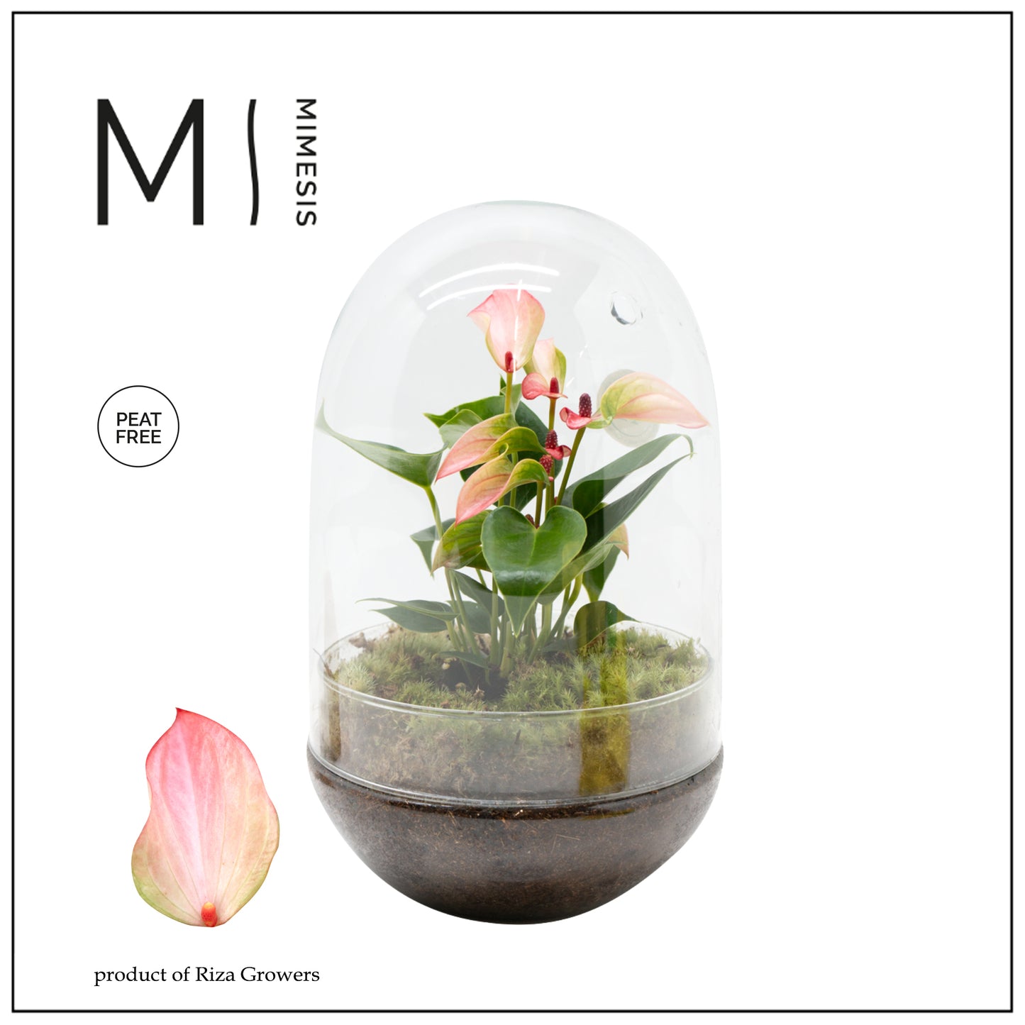 Riza Karma Plants arr. Anthurium Pack of 1