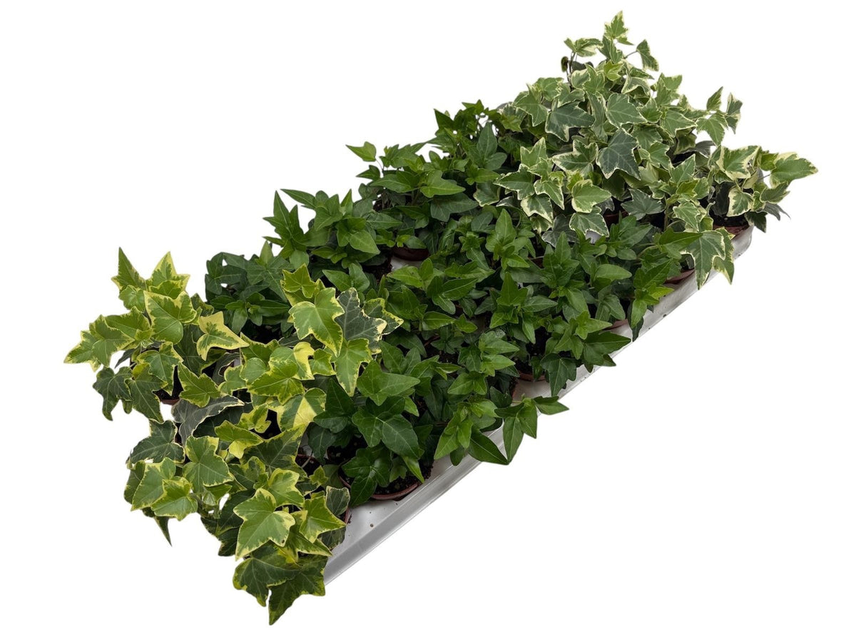 Hedera helix mix 8.5cm Pot