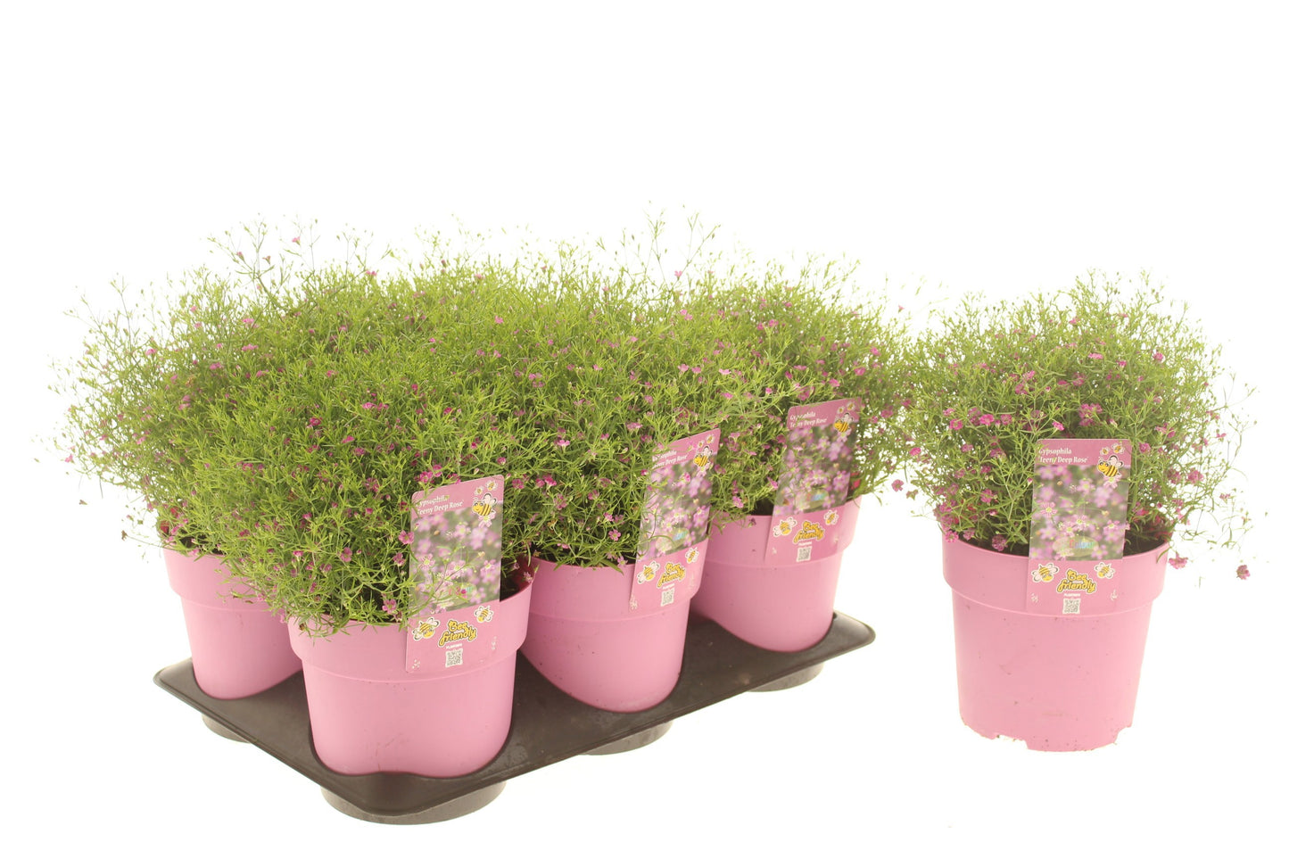 Gypsophyla Teeny Deep Rose 25cm 15cm Pot