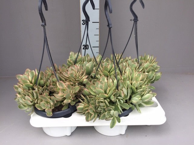 Crassula hybrid 40cm 14cm Pot