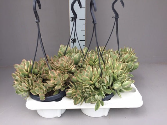 Crassula hybrid 40cm 14cm Pot