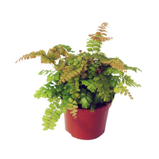 Adiantum Bronze Venus 20cm Special Pot (508)