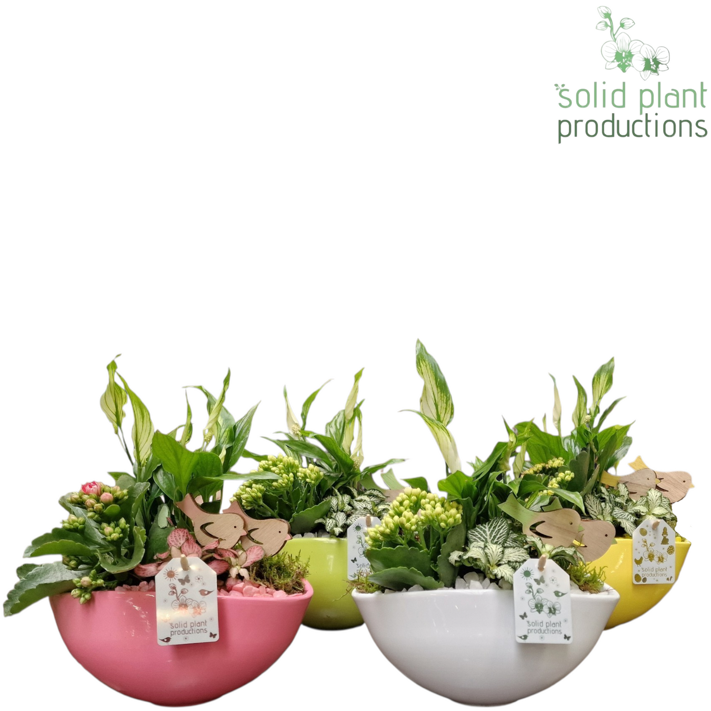 SP005 Evelyn Spring Mix Promo 38cm 22cm Pot