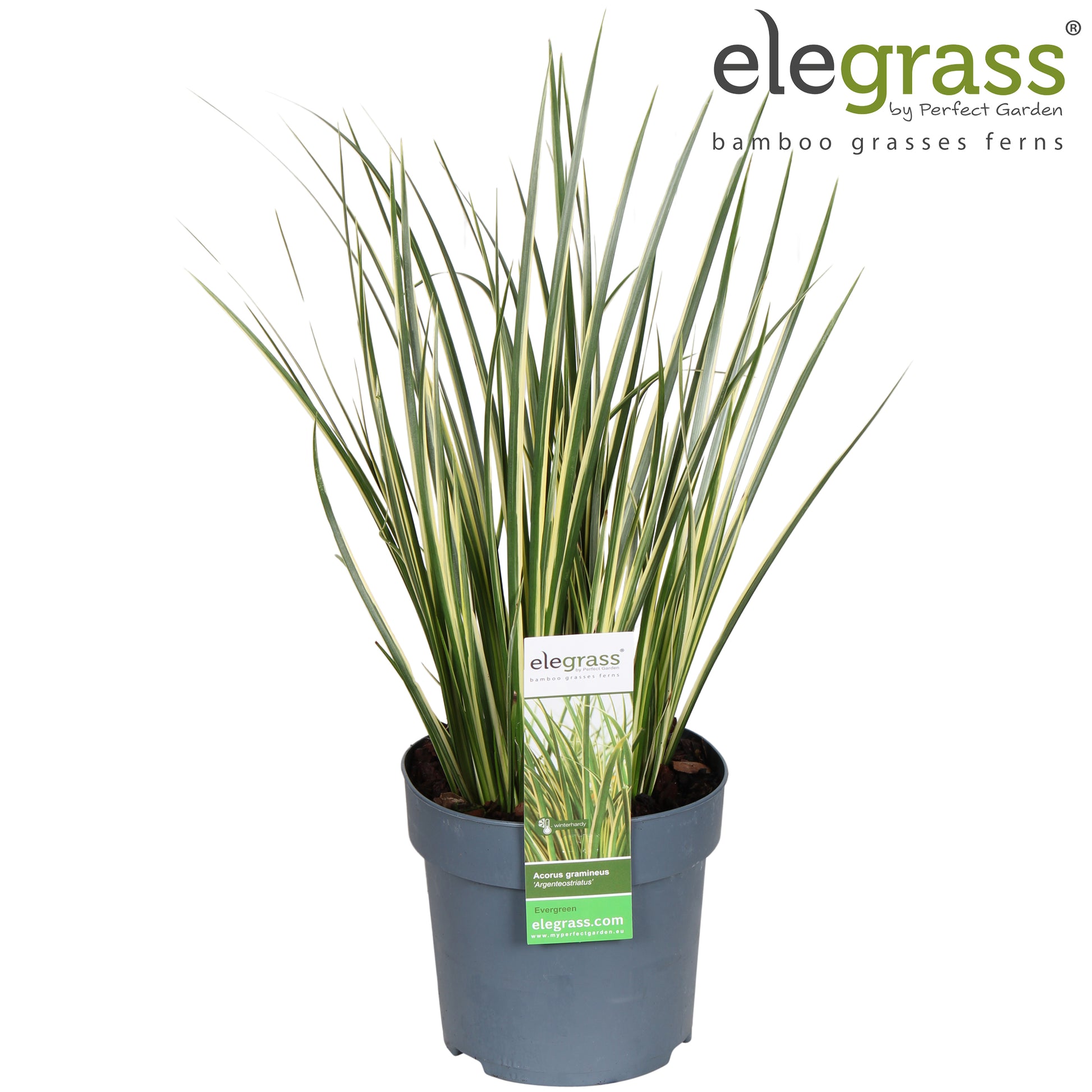 Hoogeveen Plants BV Acorus Argenteostriatus Pack of 6