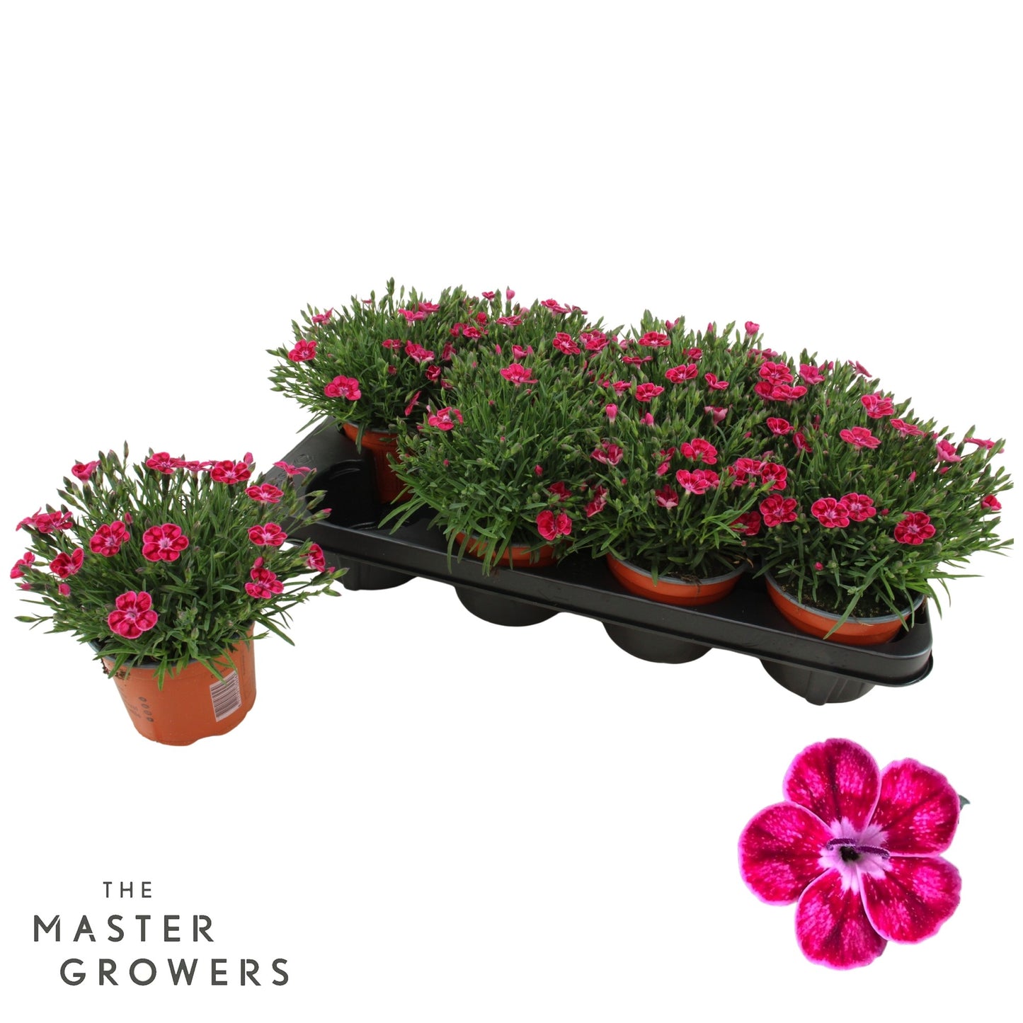 Dianthus Pillow Red 25cm 12cm Pot