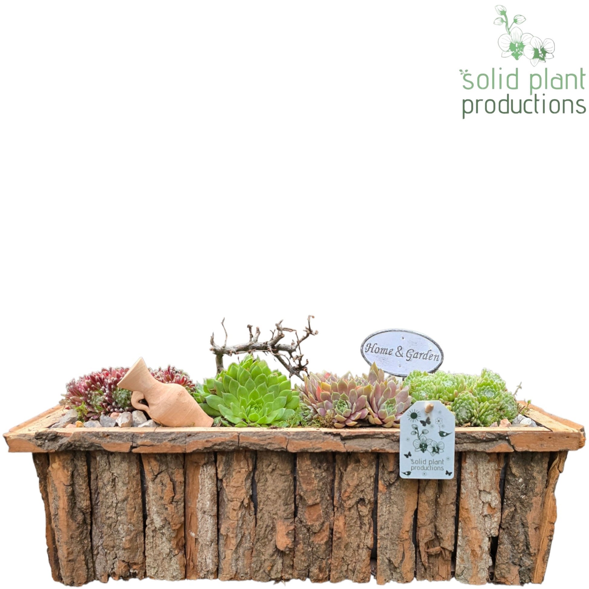 Sempervivum arrangement 22cm 44cm Pot