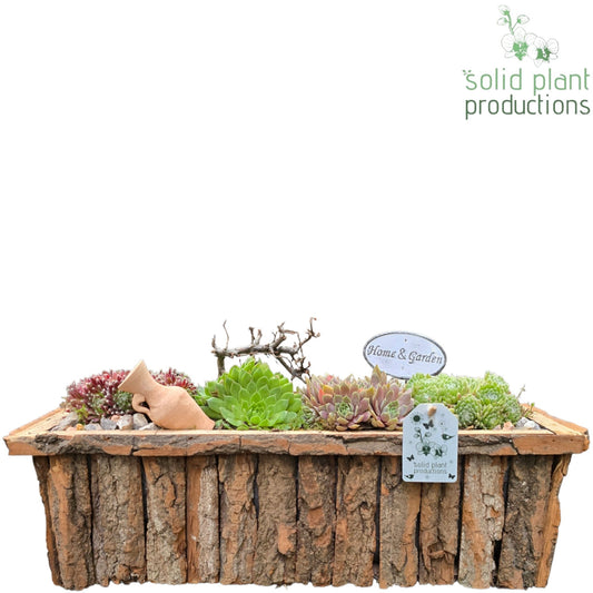 Sempervivum arrangement 22cm 44cm Pot