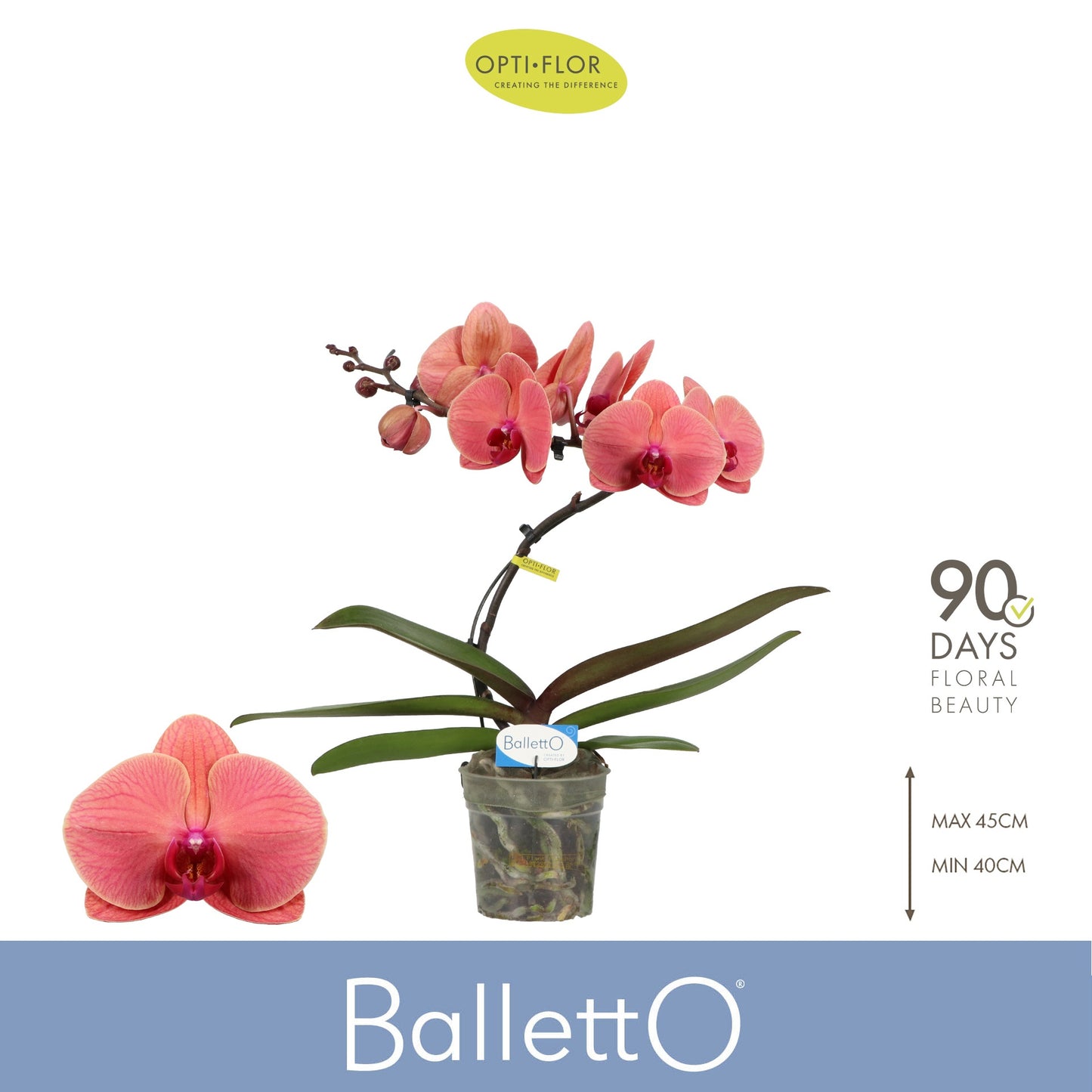 Phalaenopsis Swirl Balletto 45cm 12cm Pot