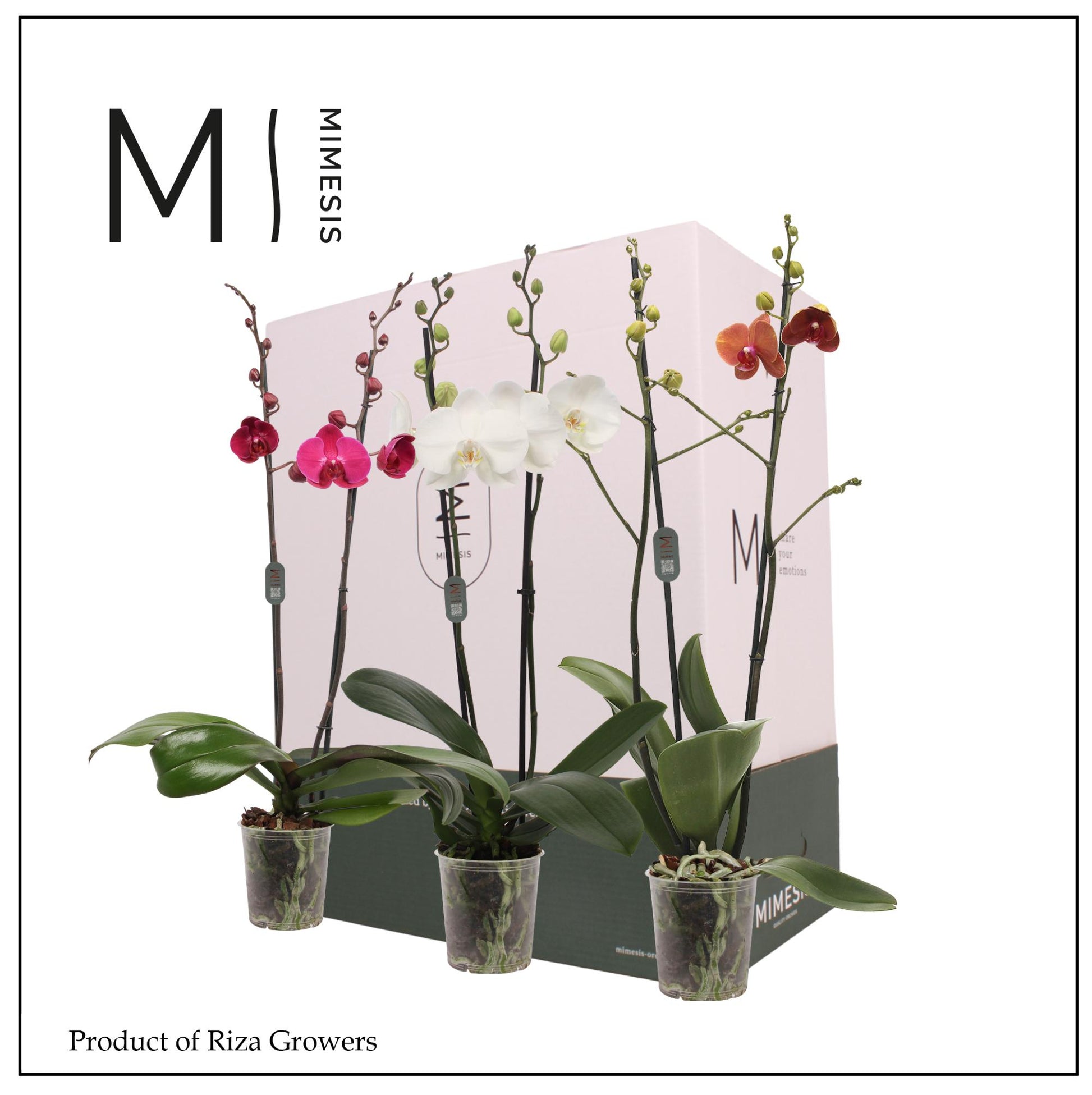 Phalaenopsis mix Mimesis 70cm 12cm Pot