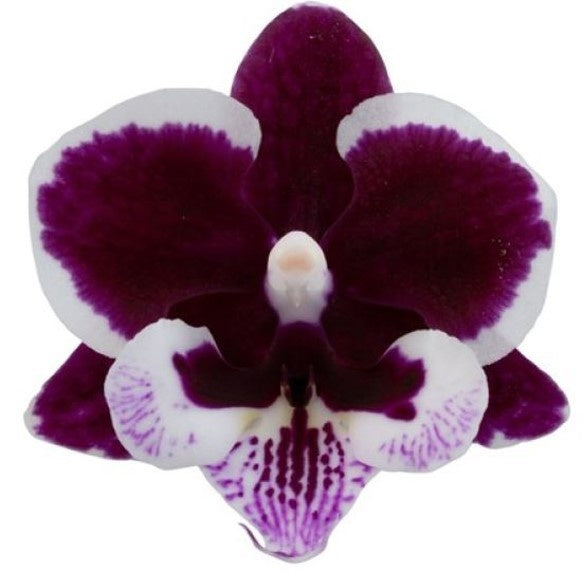 Phalaenopsis red 45cm 12cm Pot