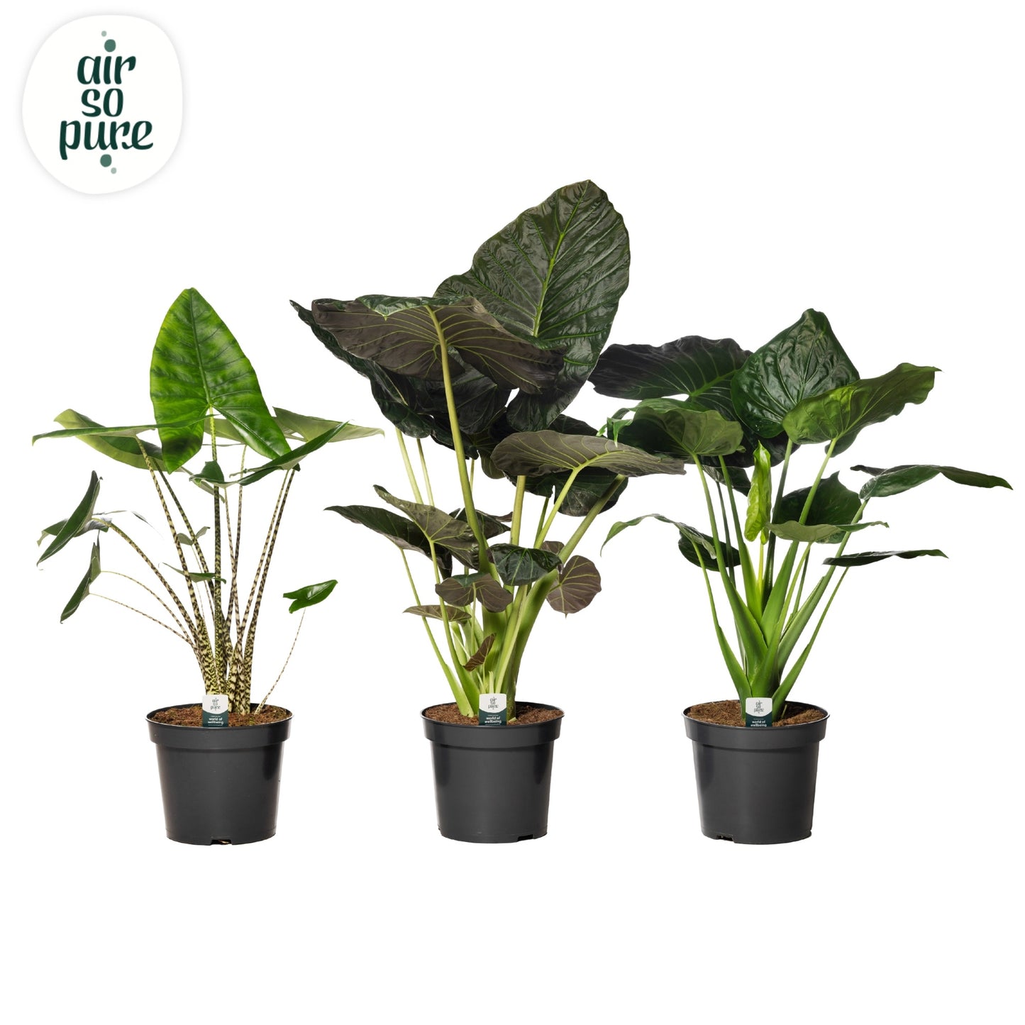Alocasia mix 110cm 35cm Pot