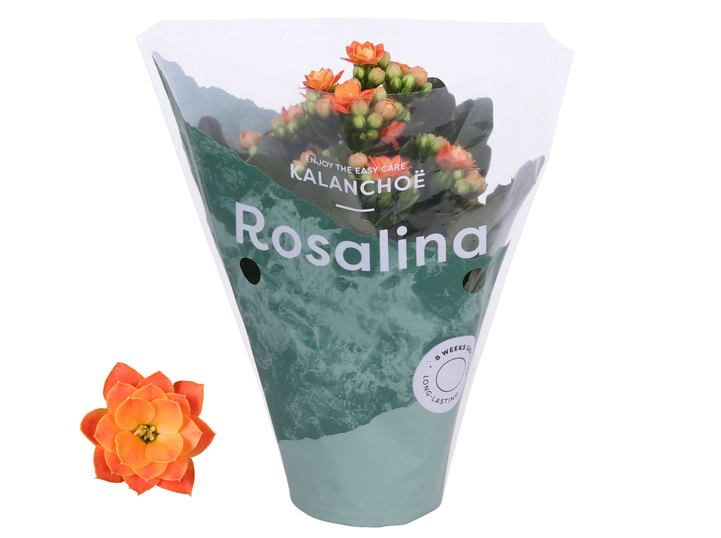 Kalanchoe Rosalina Don Pedro 15cm 7cm Pot