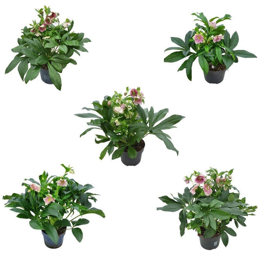 Helleborus orientalis 35cm 19cm Pot