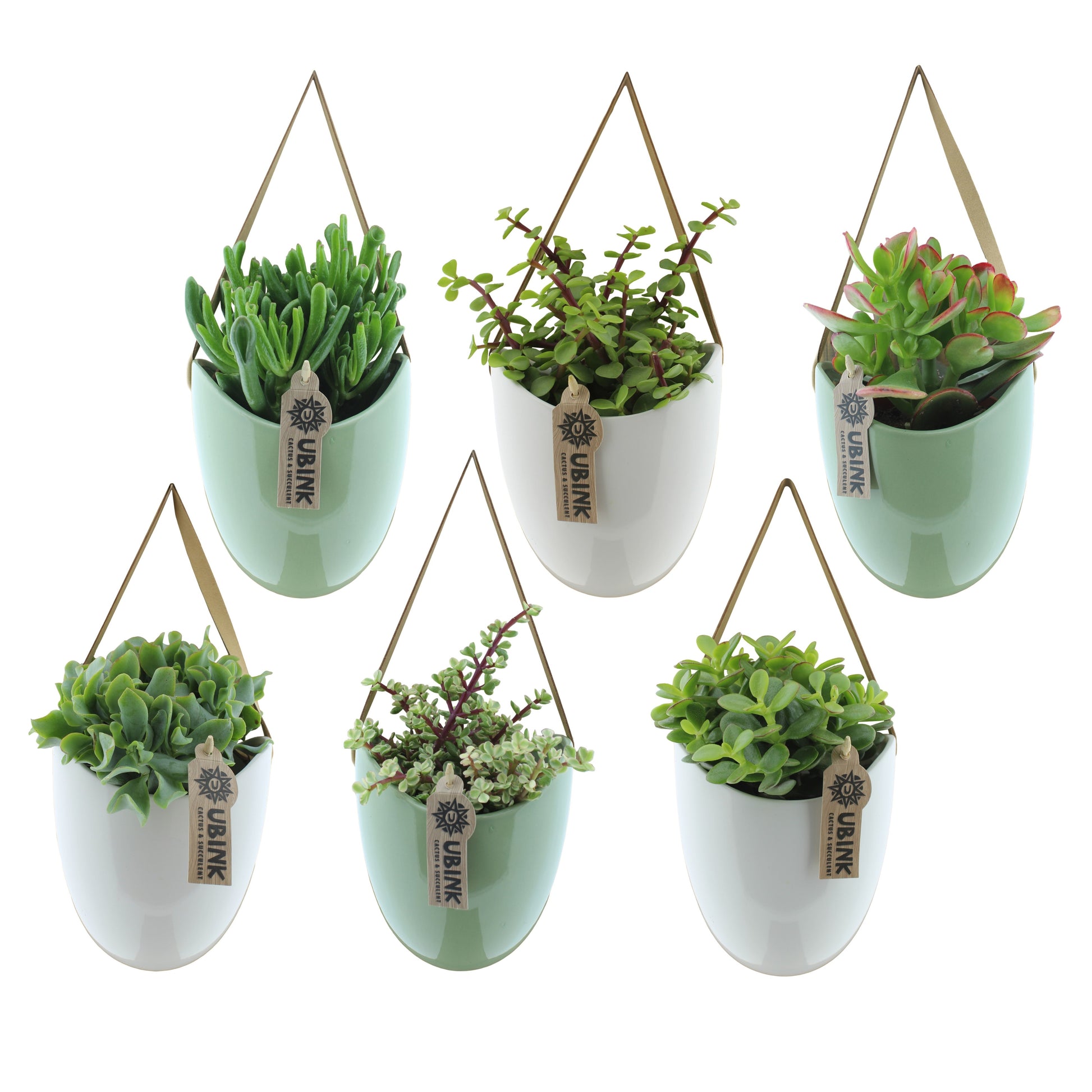 Succulent mix 38cm 12cm Pot
