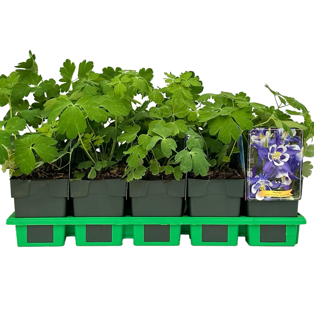 Aquilegia caerulea 25cm 11cm Pot
