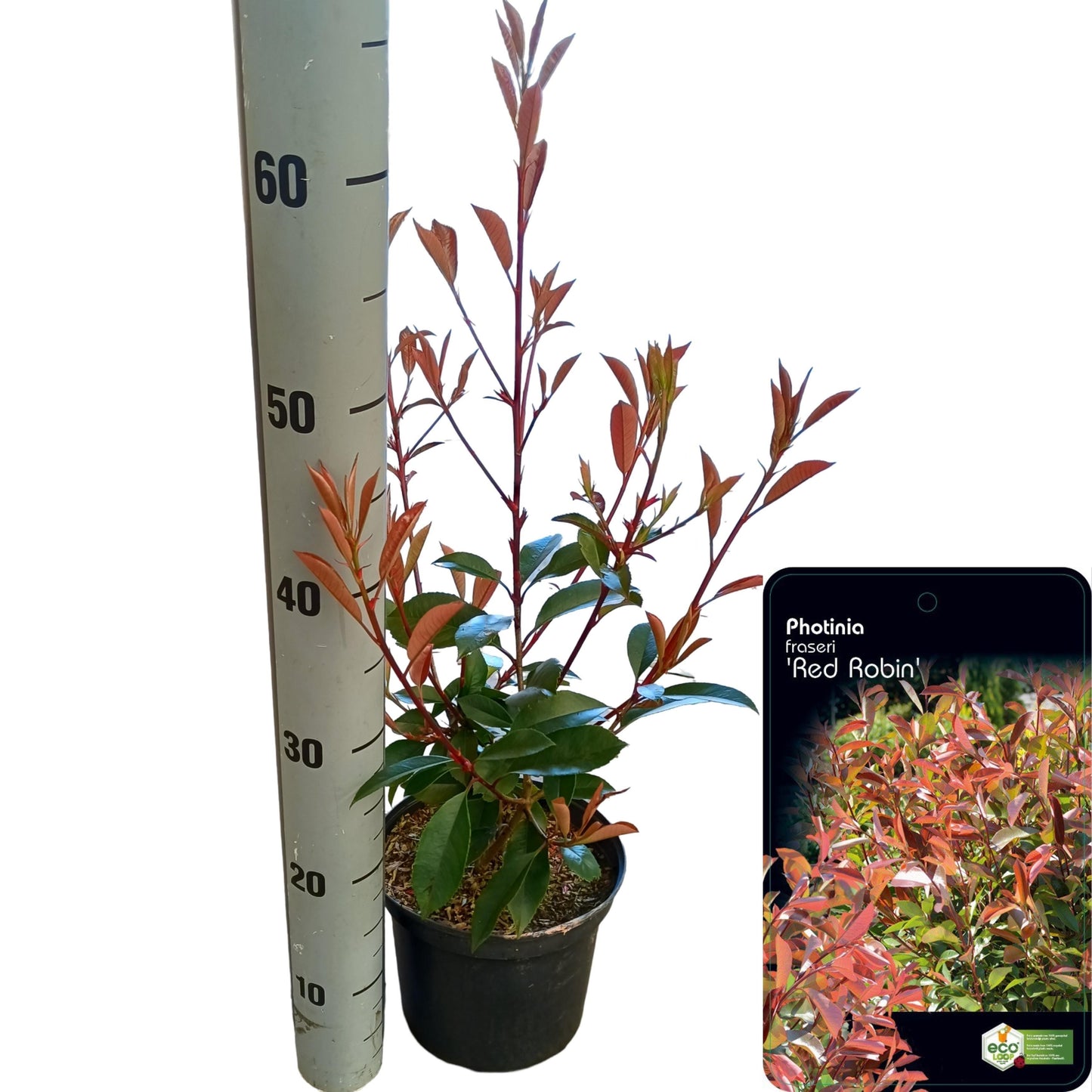 Photinia Red Robin 50cm 18cm Pot