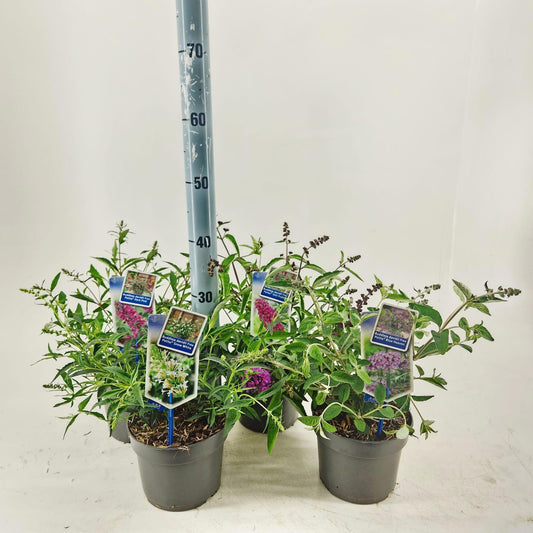 Buddleja davidii mix 20cm 17cm Pot