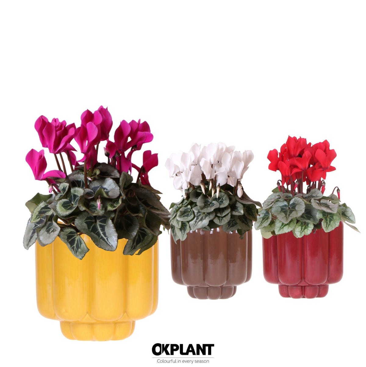 Cyclamen midi 25cm 12cm Pot