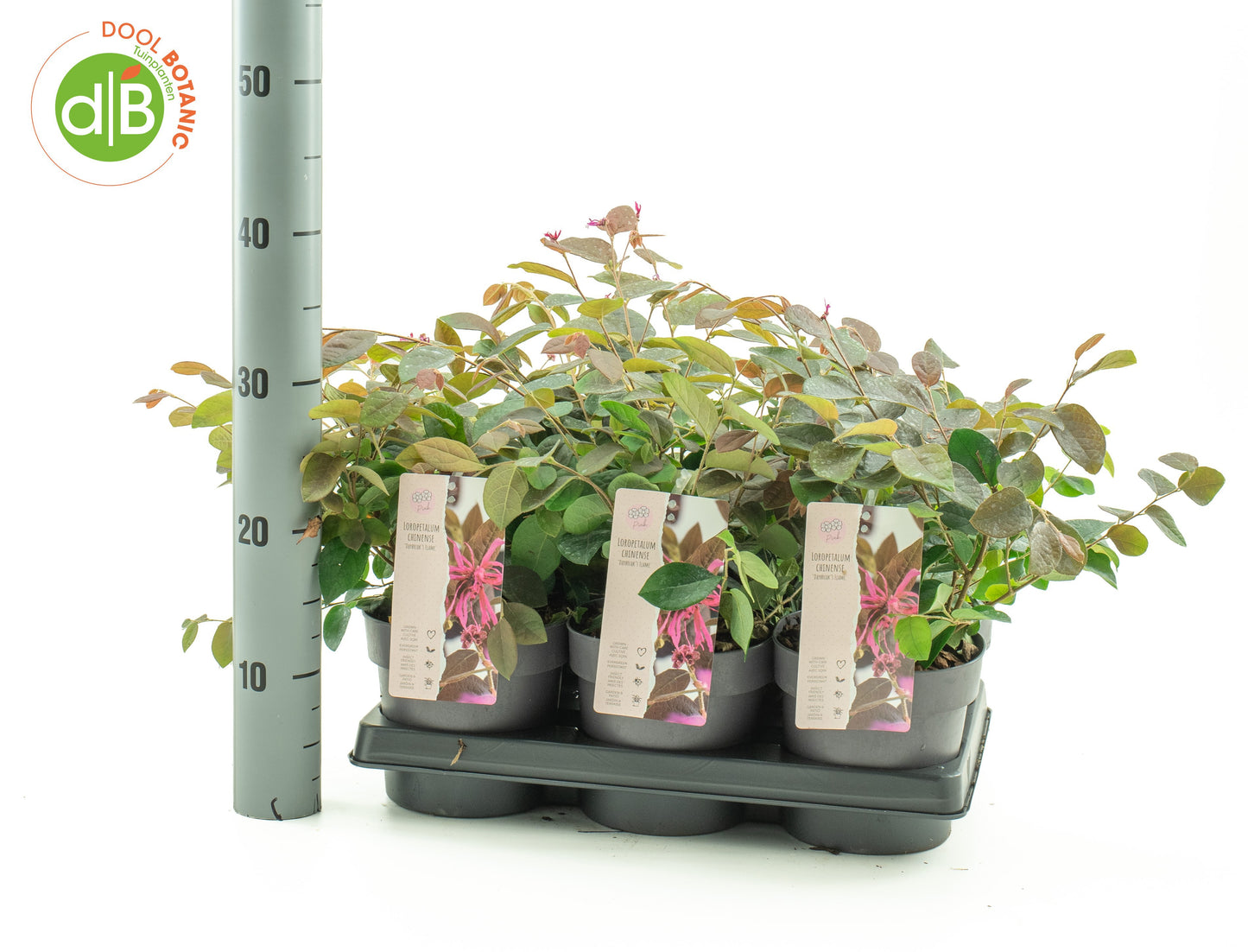 Dool Botanic Loropetalum Daybreak's Flame Pack of 6