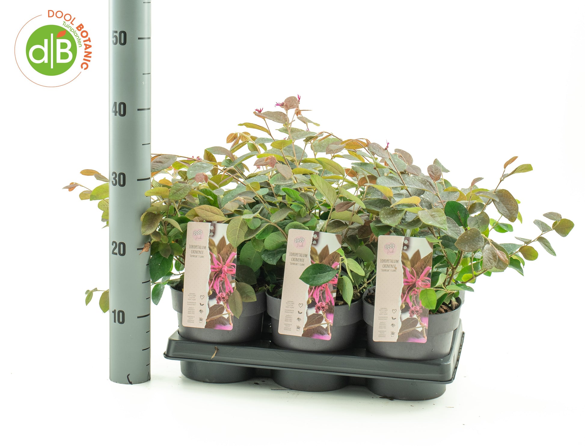 Dool Botanic Loropetalum Daybreak's Flame Pack of 6