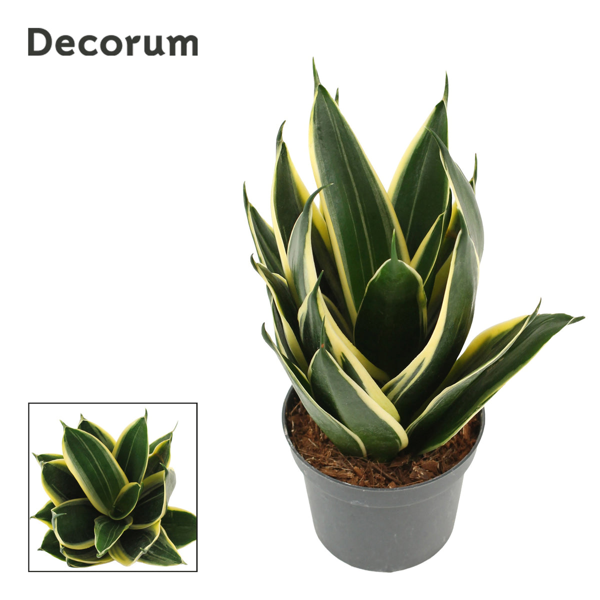 Sansevieria Hahnii 20cm 9cm Pot