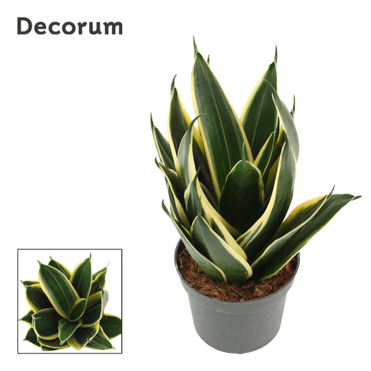 Sansevieria Hahnii 20cm 9cm Pot