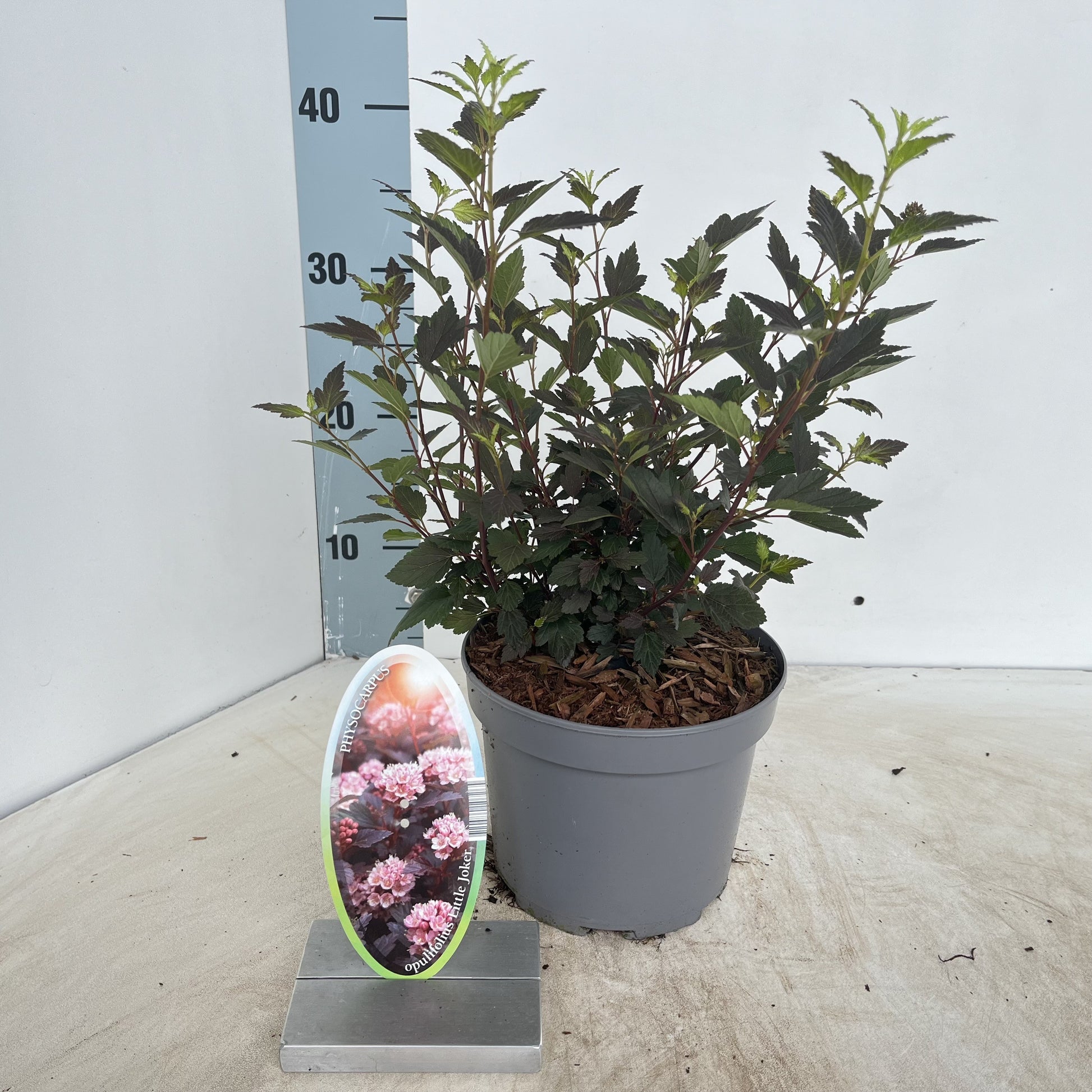 About Plants Zundert BV Physocarpus Little Joker Pack of 1