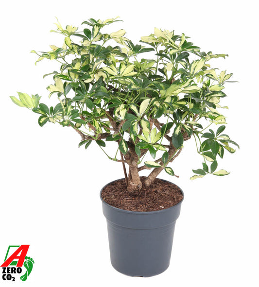 Schefflera Trinette 70cm 24cm Pot