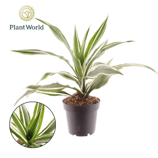 Dracaena fragrans Warneckei 40cm 12cm Pot