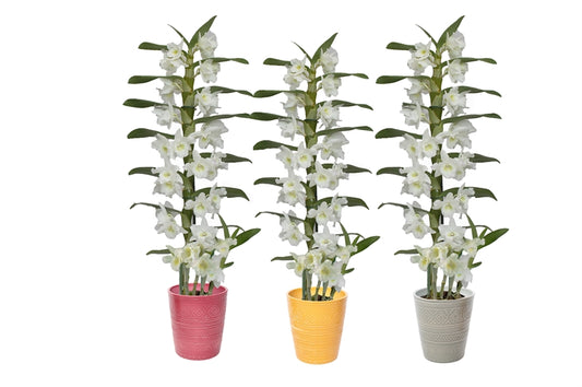 Dendrobium Apollon 50cm 12cm Pot