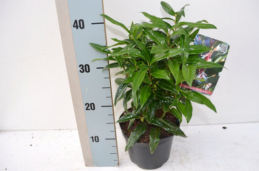 Sarcococca Winter Gem 25cm 17cm Pot