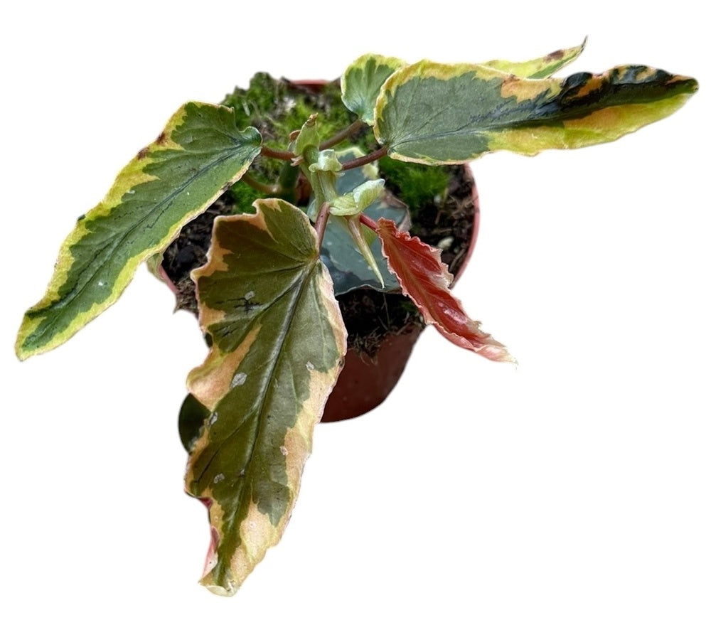 Begonia Cottage Bright Red 12cm 8cm Pot
