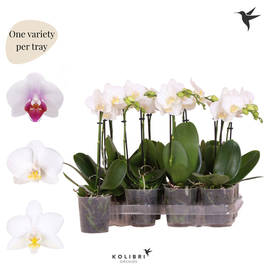 Phalaenopsis multiflora white 40cm 9cm Pot
