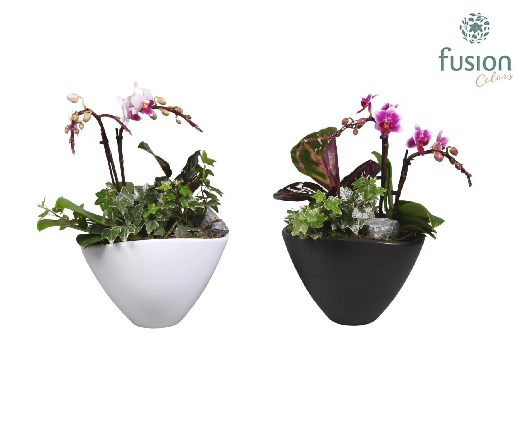 Keramiek pot met Phalaenopsis en groene plant 29cm 18cm Pot