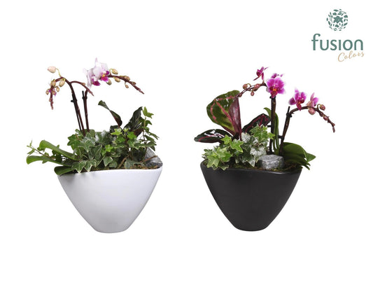 Keramiek bootpot met Phalaenopsis en groene plant 29cm 18cm Pot
