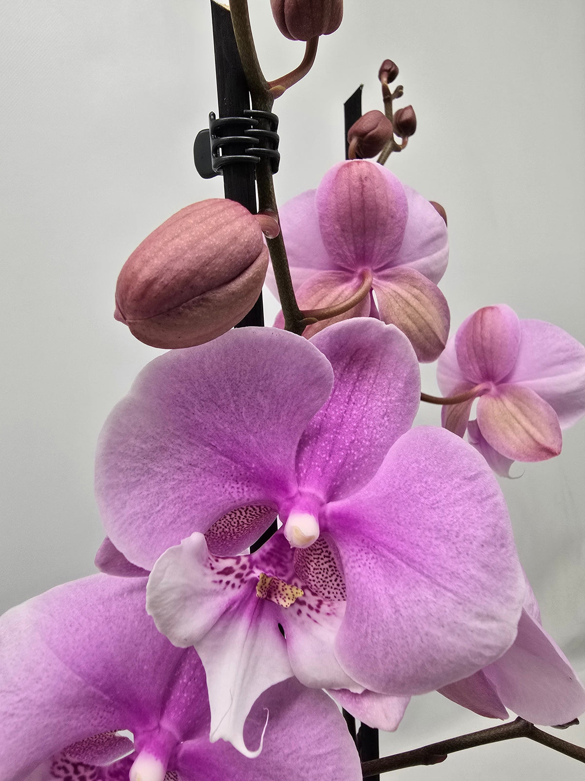 Phalaenopsis Hybrid 65cm 12cm Pot