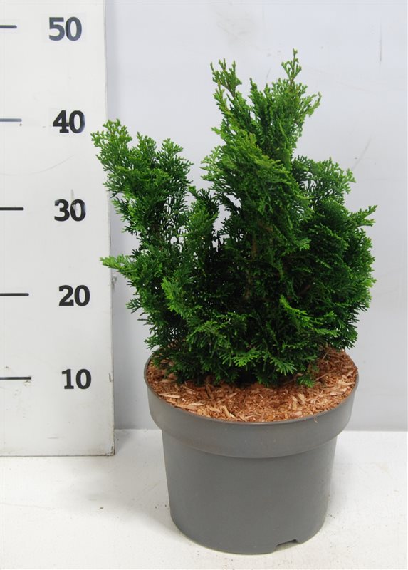 Chamaecyparis obtusa Nana Gracilis 40cm 23cm Pot